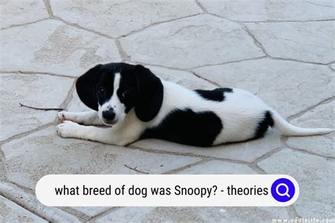 Real Life Snoopy Dog Breed – [Vet Explains Pets]